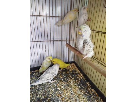 Jumbo muhabbet ve yerli muhabbet kuşlarım varıdır