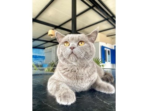 Yakışıklı british shorthair oğluma yuva arıyorum
