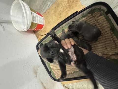 Saf kan 6 haftalık french bulldog bilgi için arayınız