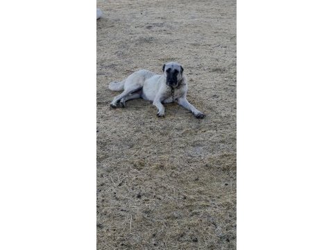 Orjinal sivas kangal yavruları
