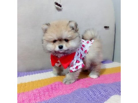 Orjinal pomeranian boo köpeği