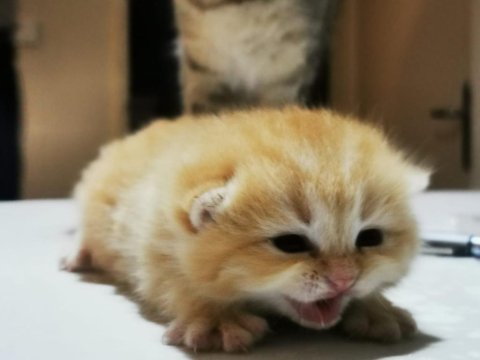 Golden shorthair erkek