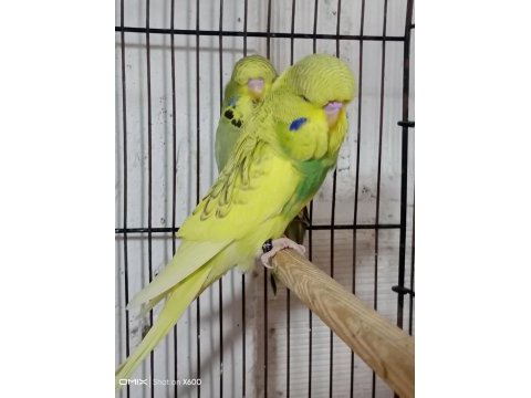 Konuşturmalık renk güzeli show jumbo kuşlar ve anaçlar
