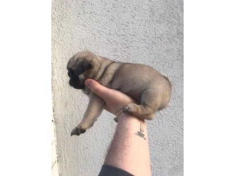 Irk garantili pug yavrularım