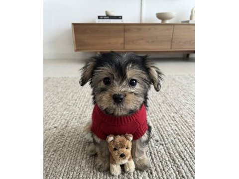 Ev ortamından yavru köpekler