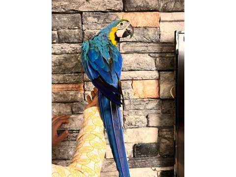 Macaw papağanlarımız