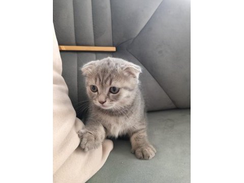 Yavru kedi