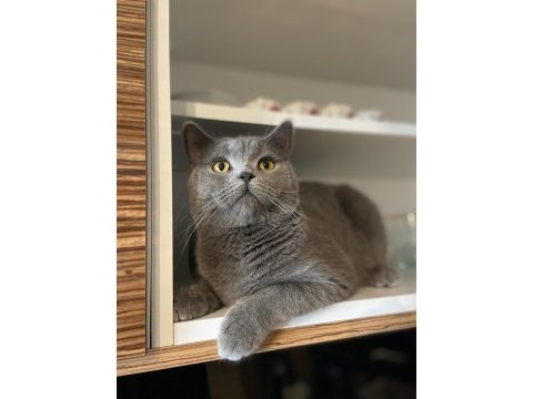 8 aylık erkek british shorthair