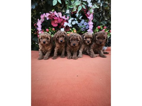 Toy poodle bebekler