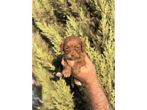 Yasal çiftlikten maltipoo yavrularımız