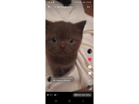 Scottish fold yavrularıma yeni yuva