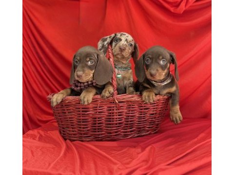 Son gözdesi egzotik görüntüsü dachshund sosis