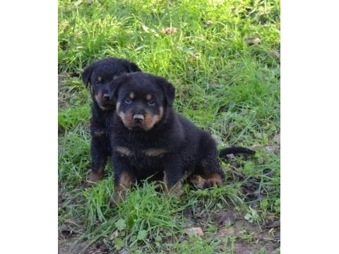Akkuş üretim çiftliğinden rottweiler yavruları