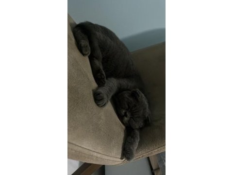 Güzel scottish fold kızıma yuva arıyorum