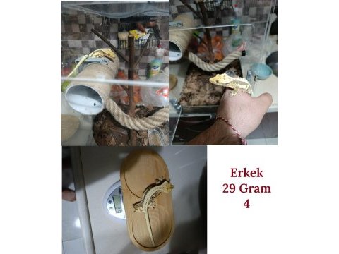Sağlıklı sezona hazır crested gecko