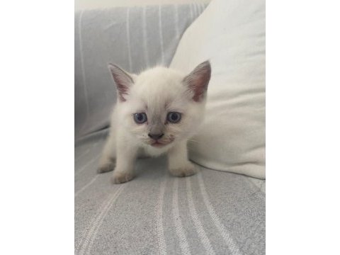 3 beyaz 1 gri british yavruları
