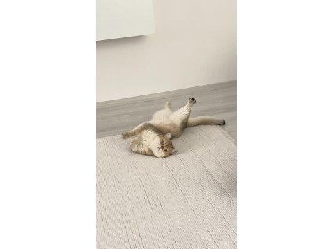 British shorthair golden 2 yaşında