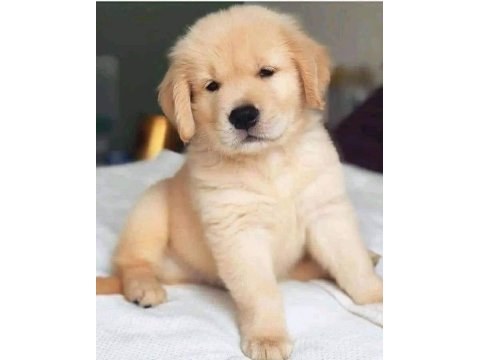 Sarı şeker golden retriever yavrular