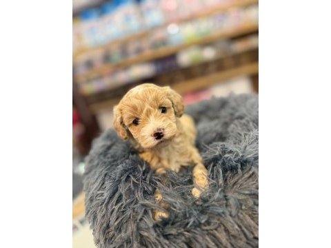 Orj. babyface maltipoo bebeklerimiz