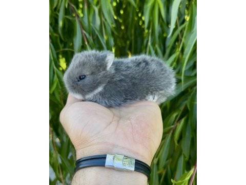 Hollanda cüce tavşanlar netherland dwarf