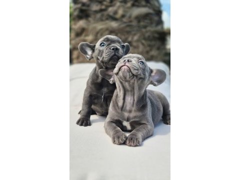 French bulldog yavruları çiftlikten   