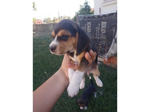 2 adet dişi beagle