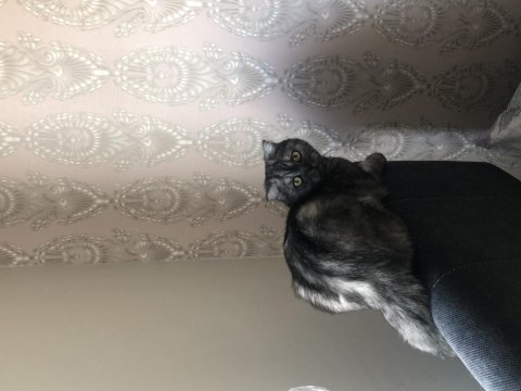1.5 yaşında kısırlaştırma yapılmamış dişi scottish fold