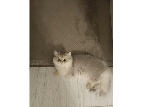 Safkan british longhair şecereli