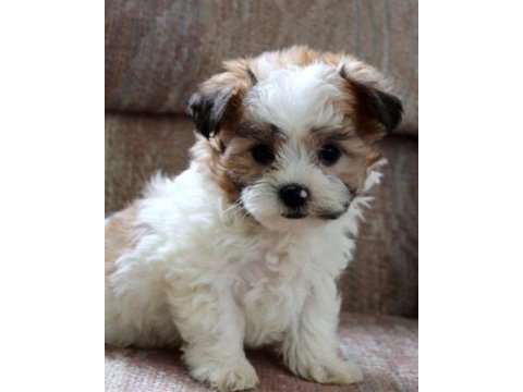 Morkie yavrularımız kahverengi beyaz