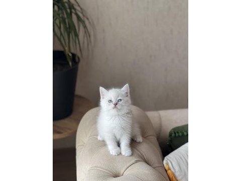 Safkan british shorthair yavrum 