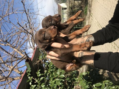 Safkan king doberman yavrularım