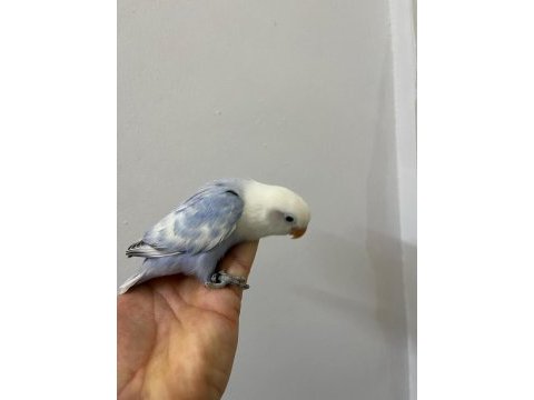 El besleme mutasyon cennet papağanı yeme düşmek üzere