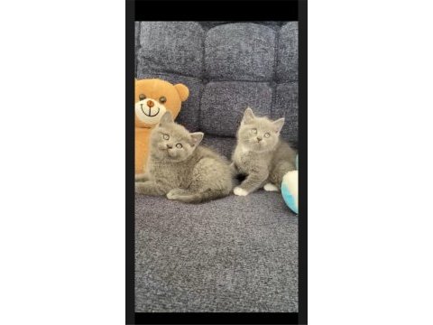 Ayı surat gri british shorthair yavrularımız