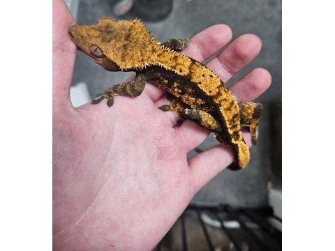 Evil crested geckolar