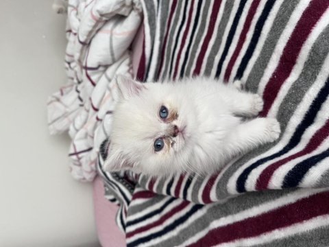 2 aylık british shorthair