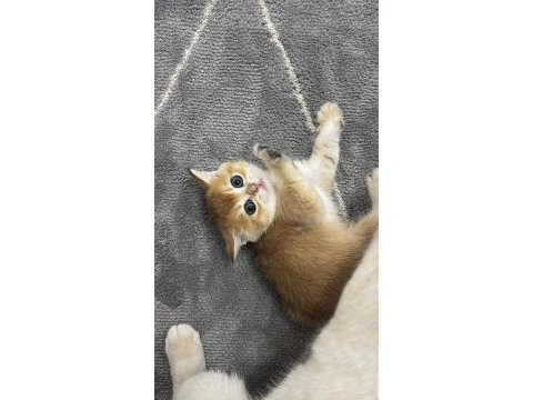 British shorthair golden bebek