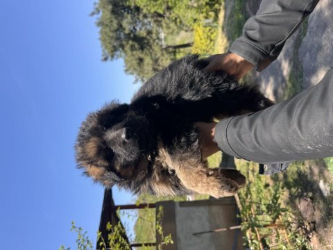 En iyi komut alan ırk alman kurdu