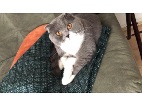 Erkek scottish fold kısır