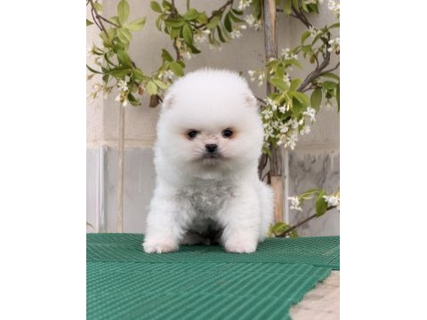 Pomeranian bobby
