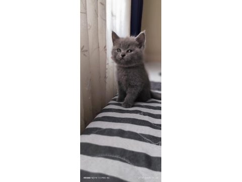 Bizde geldik - british shorthair kediler