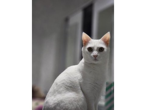 5 yaşında çipli aşılı kedimiz
