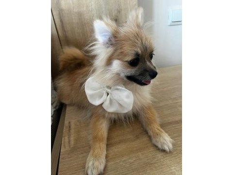 6 aylık pomeranian spitz köpeğimiz