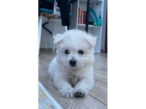 Acil sahiplendirilecek 50 günlük erkek maltes terrier