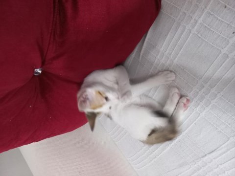 Küçük balıma yuva arıyoruz tekir
