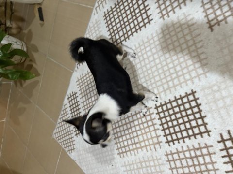 Süs köpeği