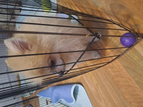 Minik panda pomeranian