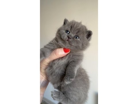 British shorthair prensesim