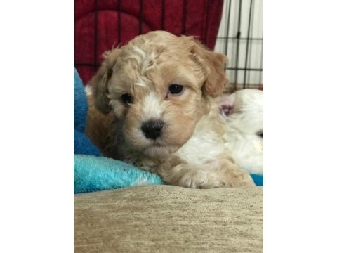 Kalite f1 maltipoo yavrular anne altından