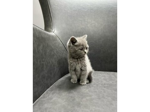 Şımarık british shorthair kızlarım