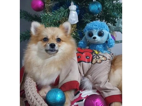 Orjinal pomeranian şecereli